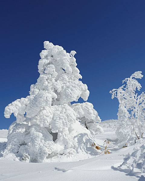 根子岳の樹氷